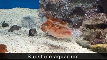 シティ ビュー / 36