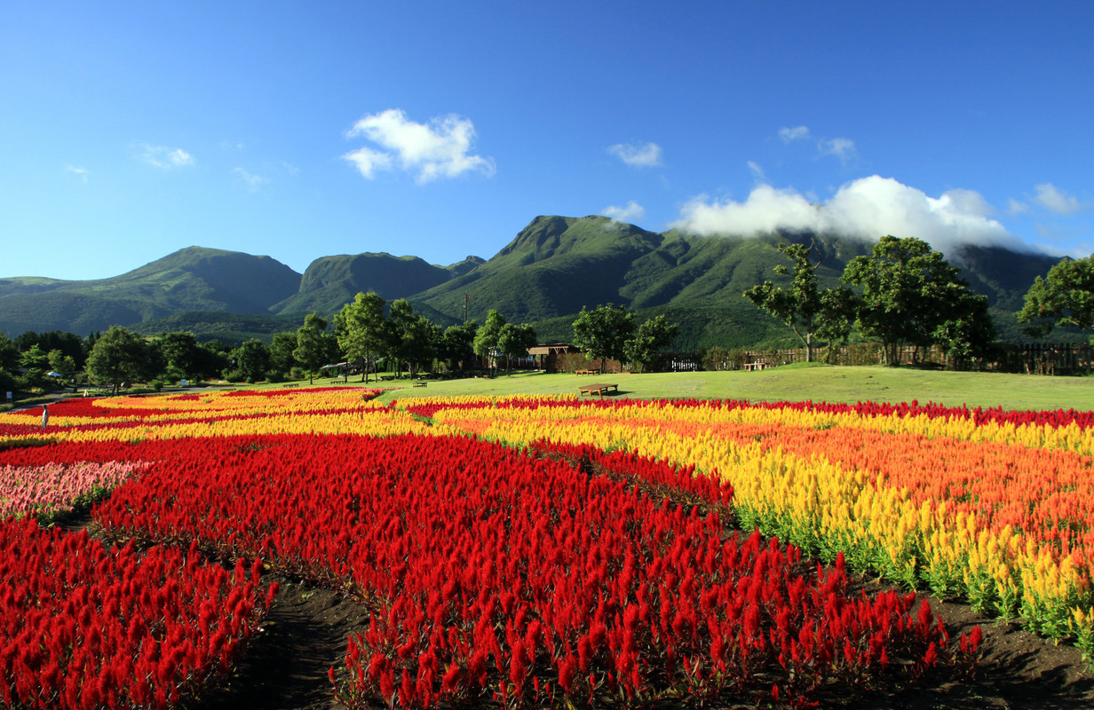くじゅう花公園(1)