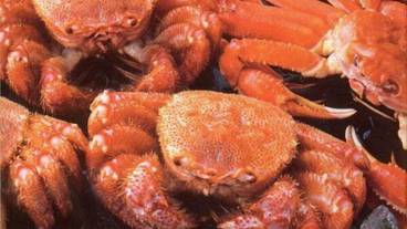 食事・飲み物 / 1