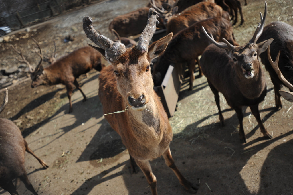 おすすめ観光地♪野生動物を間近で見られる「那須サファリパーク」3521610