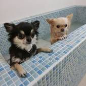 CARO FORESTA 元箱根 LUCIA(神奈川県 リゾートホテル) / 3