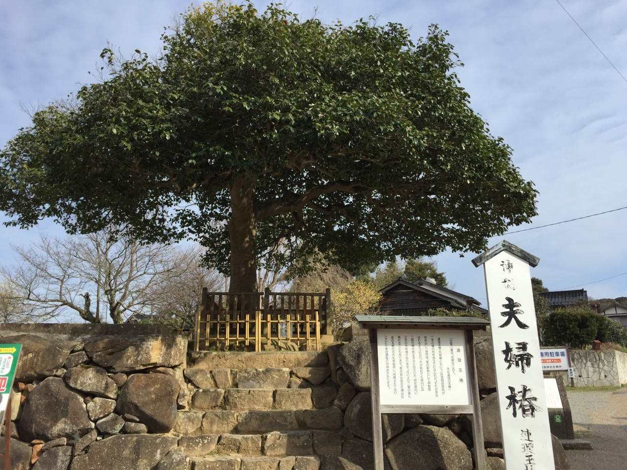 夫婦椿557141