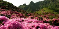 【全国】力強く咲く姿に元気をもらおう♪「めずらしい野の花」に会える観光スポット8選