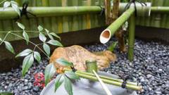 Guest House 京洛や 金閣寺