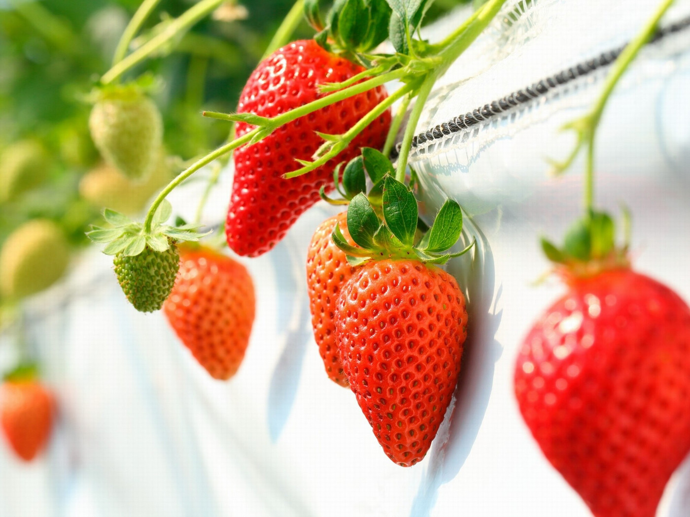 源泉かけ流しの貸切風呂で家族水入らず♪楽しみ方自在の複合リゾートホテル3421478