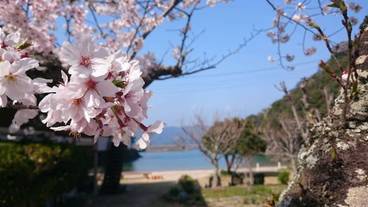 ビーチ / オーシャン ビュー / 16