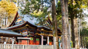 三峯神社 ご神木 / 10