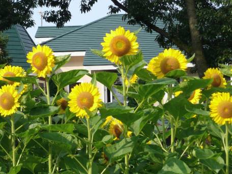 スコッチコート / 3