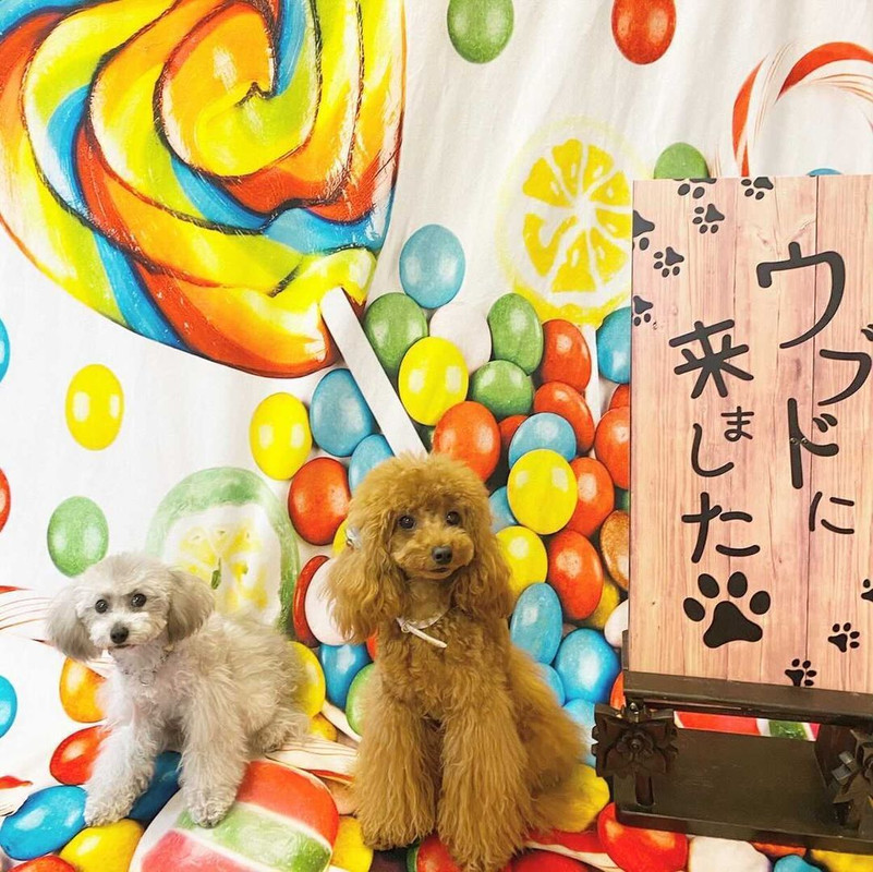 omi_takako_3jsbさんの写真 / 1