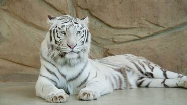 観光スポット / 13