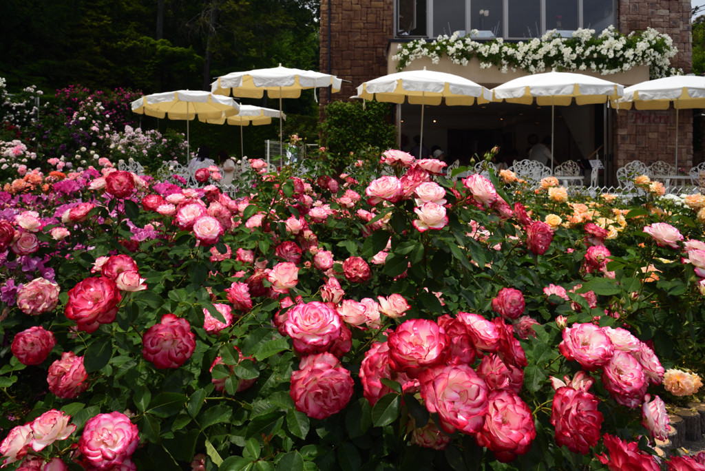 広大な境内には見どころがいっぱい3706310