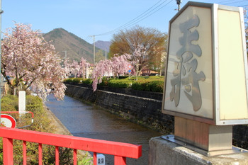 Tendo Cherry Blossom Festival Osho Bridge