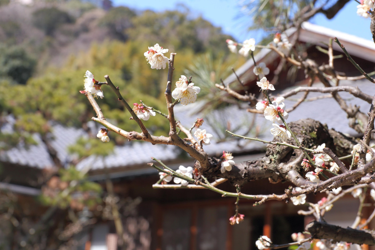庭園の桜