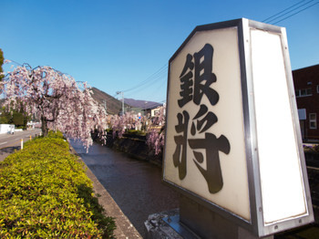 天童　倉津川の桜並木