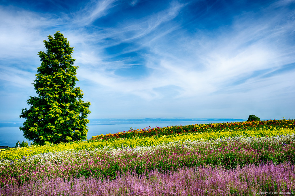 自然＆グルメの宝庫「淡路島」でペットとリフレッシュ♪3933524