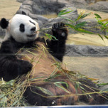 家族連れやデートでも楽しめる！上野動物園のパンダに会いに行こう♪