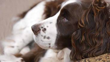 ペット同伴可 / 12