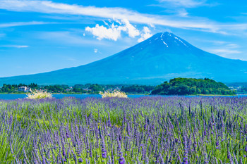 Mt.Fuji and Lavender ~Kawaguchiko Oishi Park~