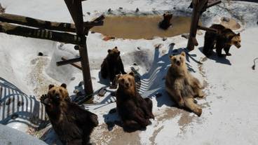 のぼりべつクマ牧場 / 3