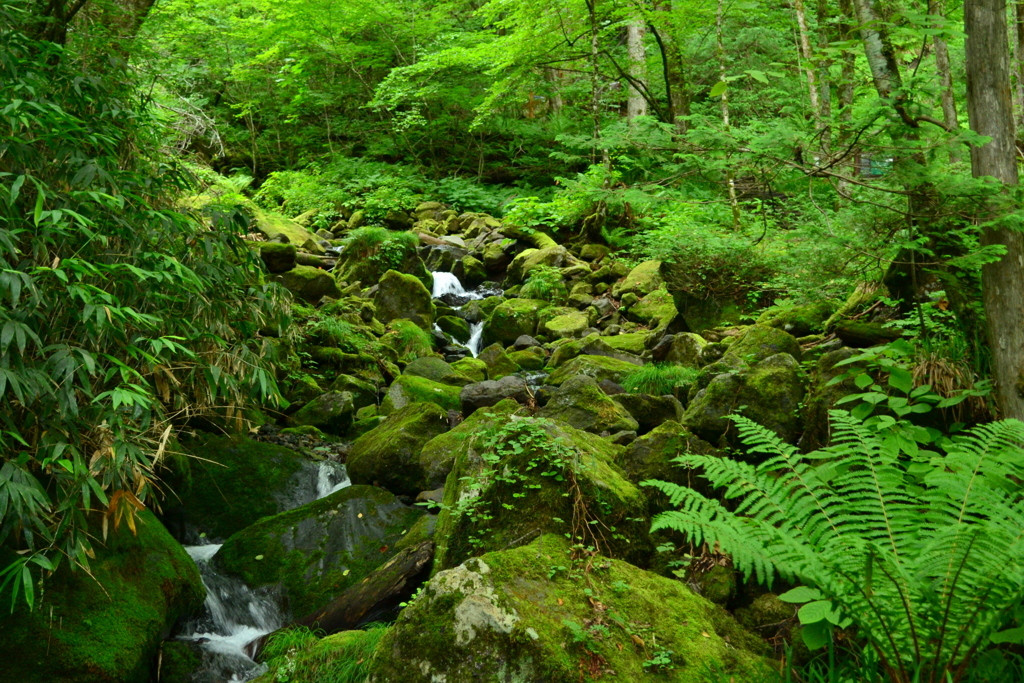 8.木曽の森林パワーを体感「油木美林」/長野県1680539