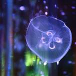 神秘的な姿に癒される♡カップルで行きたいクラゲがいる水族館8選／西日本編