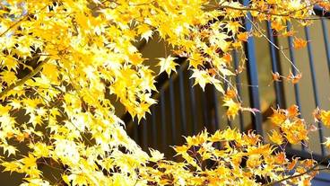 マウンテン ビュー / 21