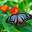 papiliollo