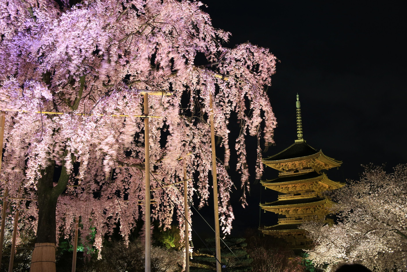 息を飲むほどに美しい、五重塔と桜の競演2033997