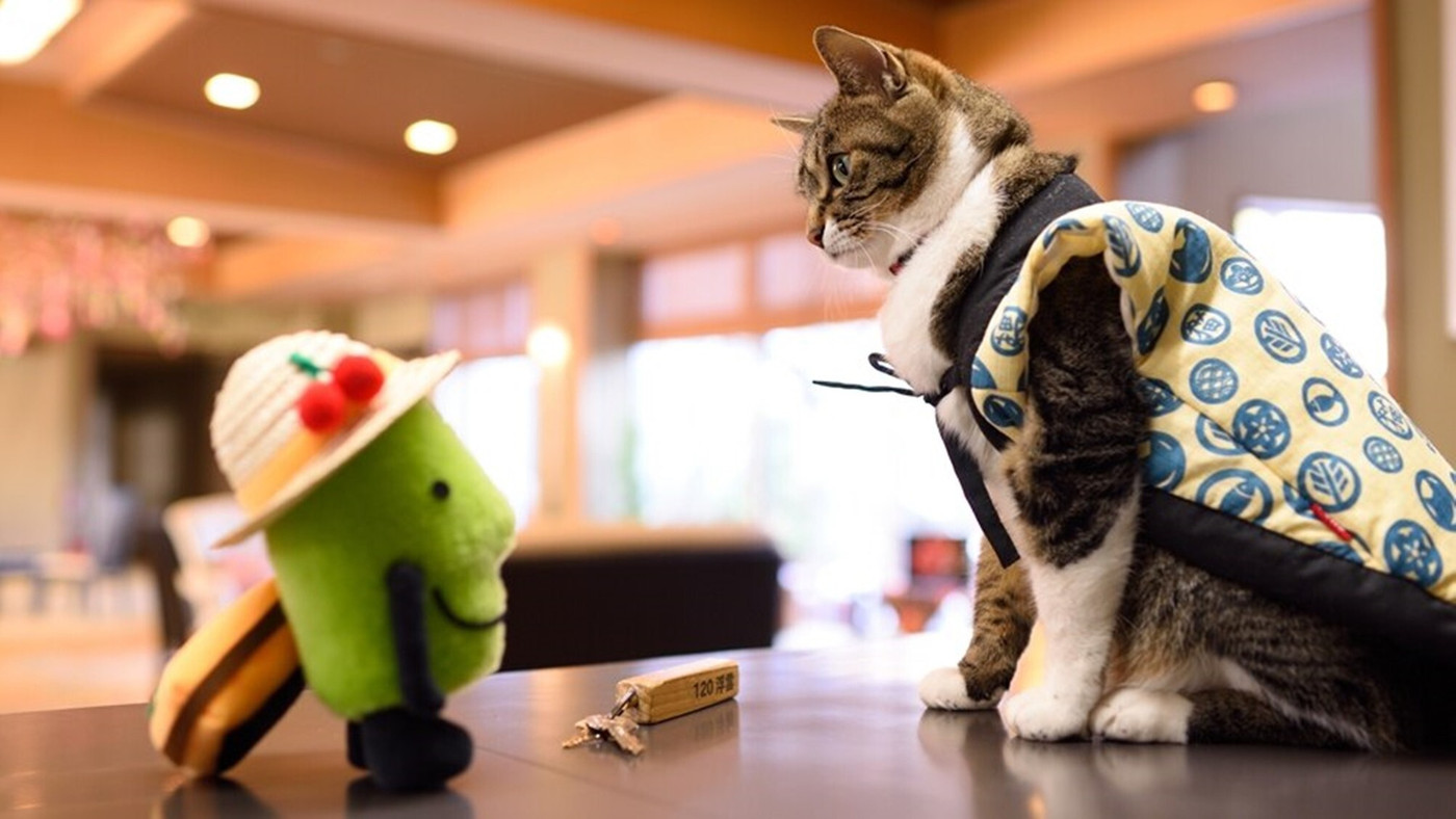 看板にゃんこ、まいちゃん4082958