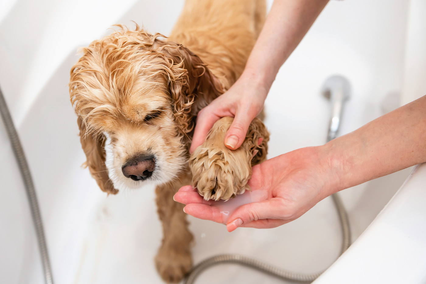 Groomer washing paw of american cocker spaniel standing in bathroom
