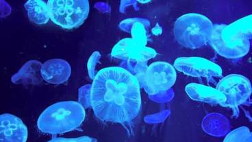 観光スポット / 19