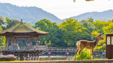 奈良公園 / 2