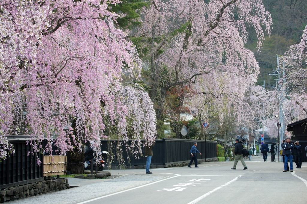 武家屋敷と桜の競演を楽しむ1563642