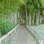 竹林の絶景が東京にもある!東久留米「竹林公園」