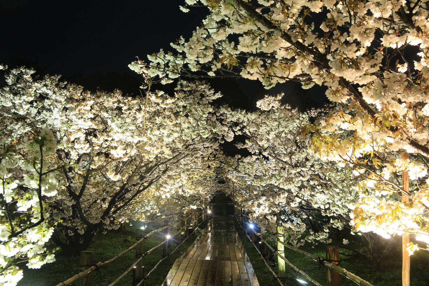 1000年以上変わらない感動がある、五重塔と桜の競演2035048