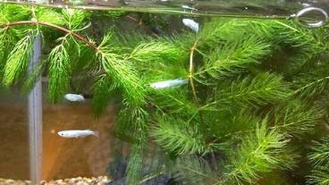 Mini Aquarium "Medaka" / 10