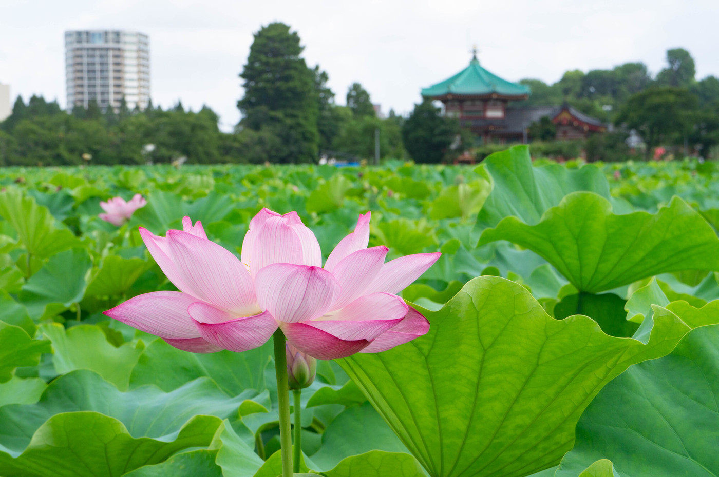 上野公園の蓮の花