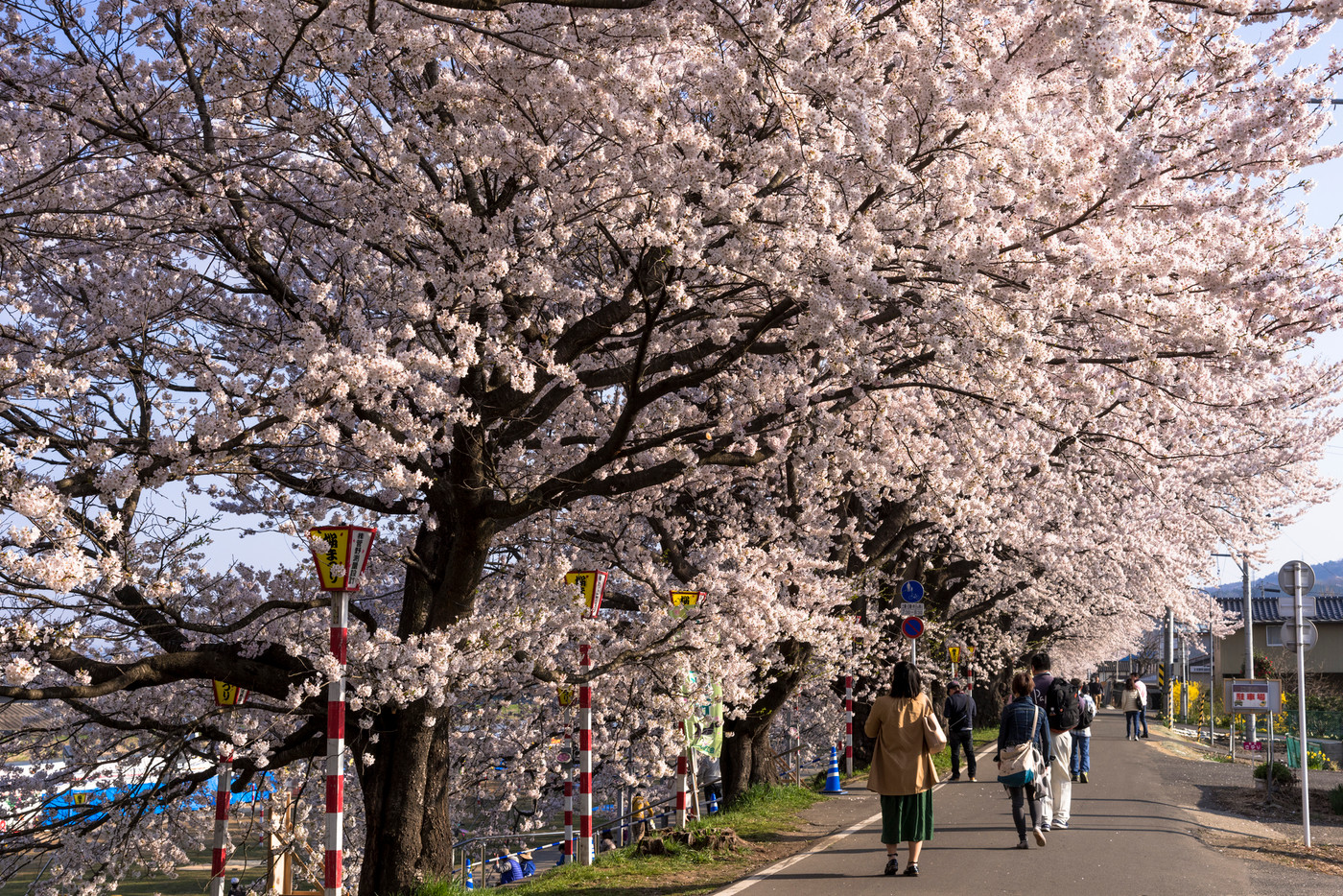 満開の一目千本桜