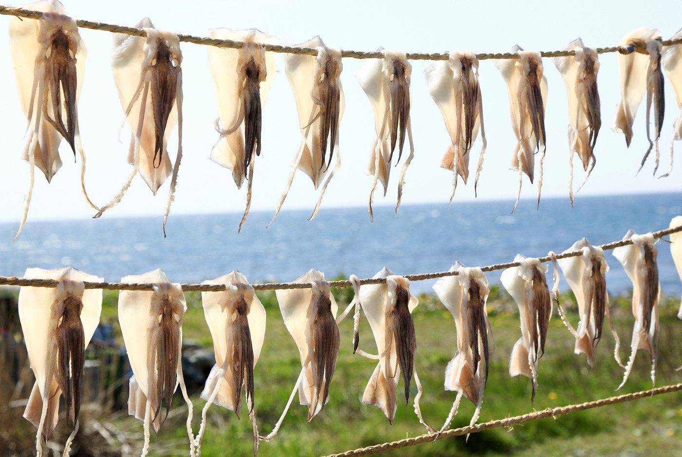 イカのカーテン