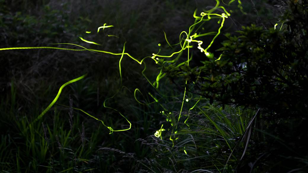 日本庭園を飛ぶ
蛍の灯りに胸高鳴る夜 / 1