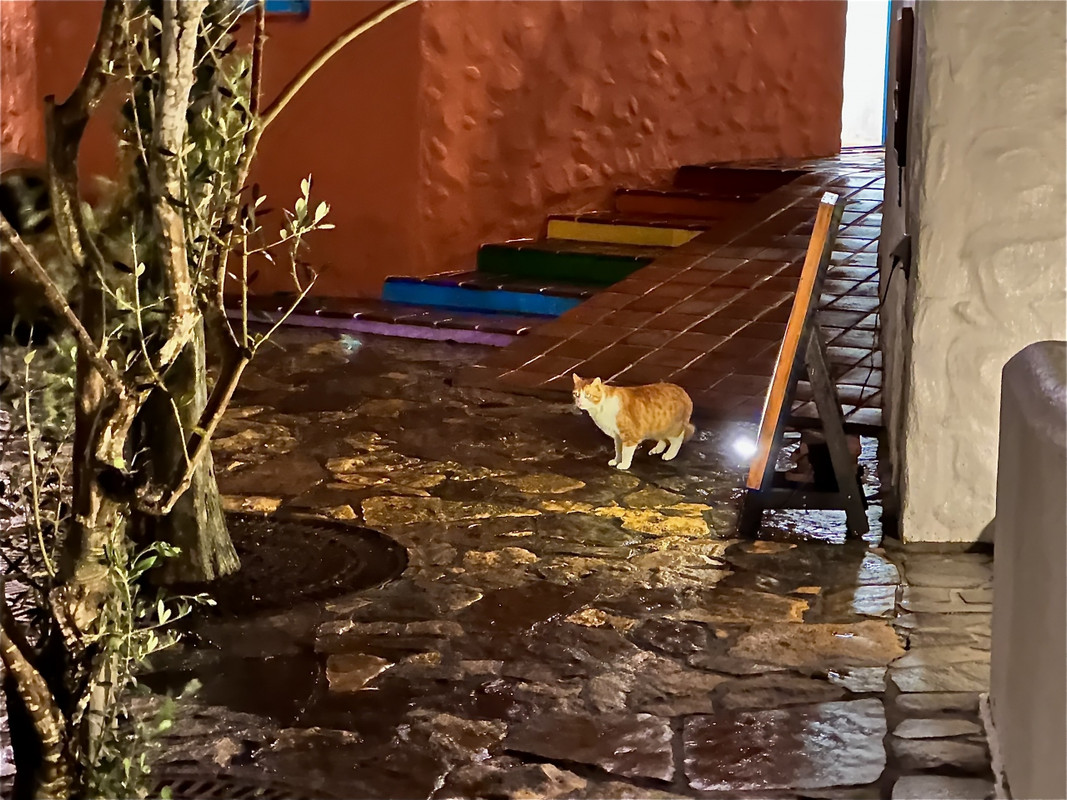猫ちゃんが居ました。