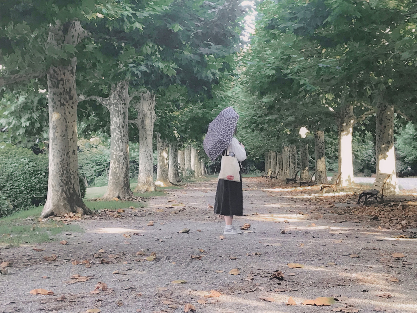 並木道で傘をさしている女性を撮りました