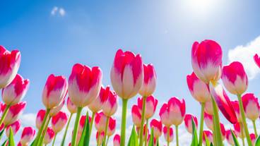 名物のチューリップ / 3