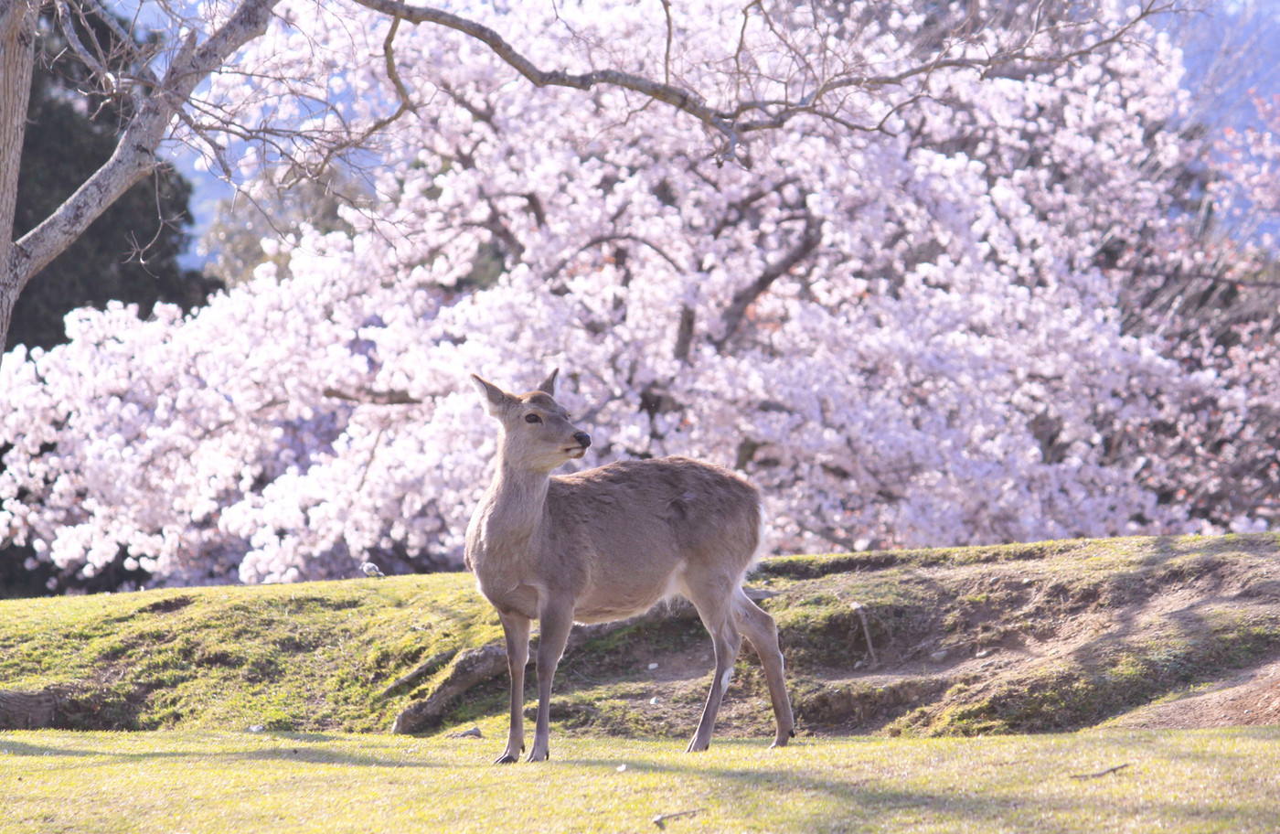 2019年、春の奈良公園