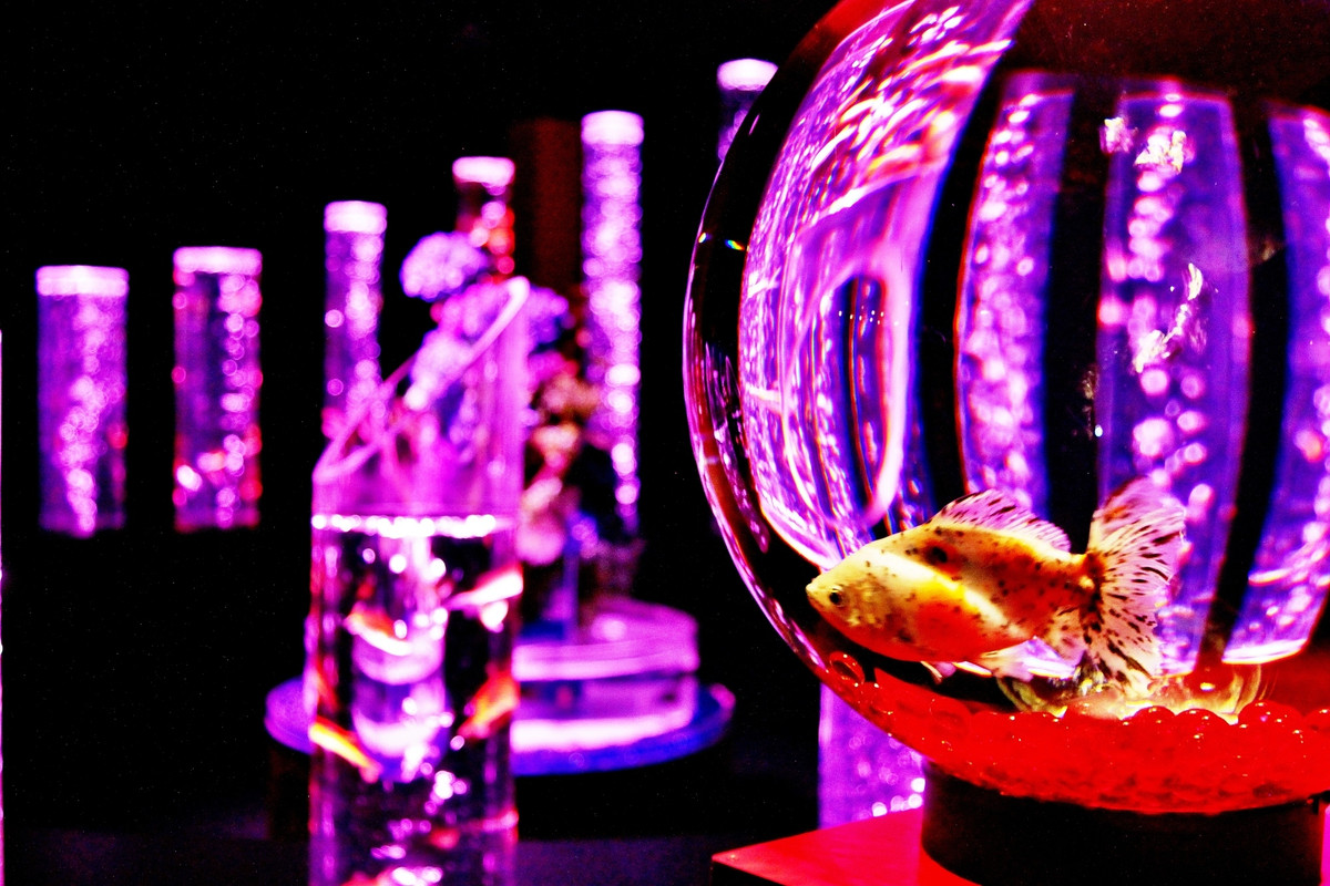 アートアクアリウム美術館 GINZA 金魚アート イメージ