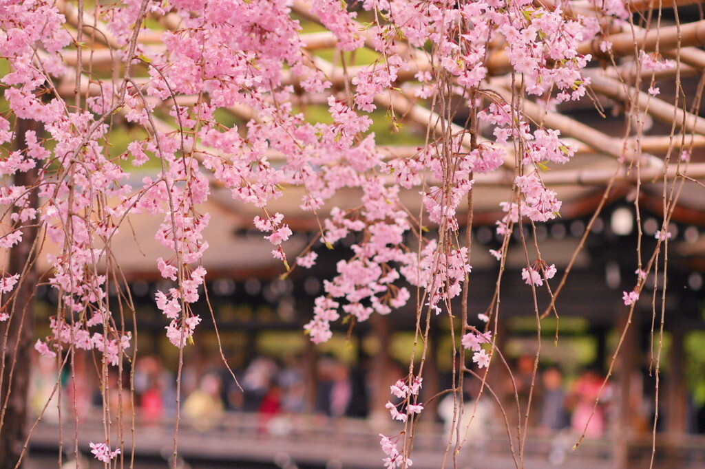 「平安神宮」でしっとり桜を楽しもう1554371