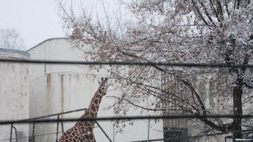 施設の敷地 / 20