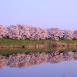 毎年行きたい桜の名所！宮城県内でおすすめのお花見スポット11選