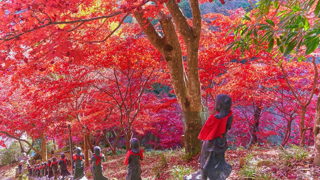 大山寺の石段と紅葉 / 2
