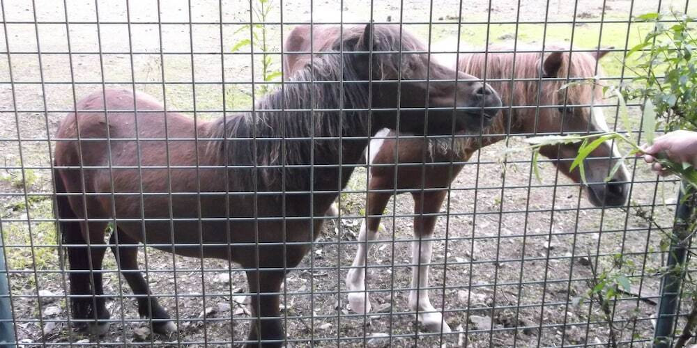 子供向けアクティビティ